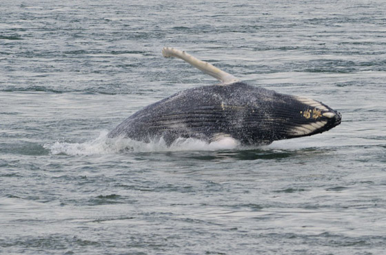 في حدث نادر وواقعة غير مألوفة.. رصد حوت أحدب تائه في مونتريال صورة رقم 14