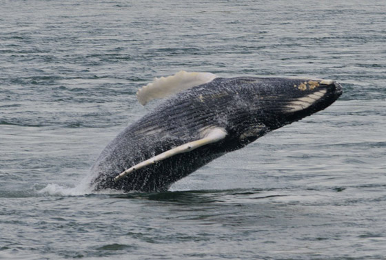 في حدث نادر وواقعة غير مألوفة.. رصد حوت أحدب تائه في مونتريال صورة رقم 15