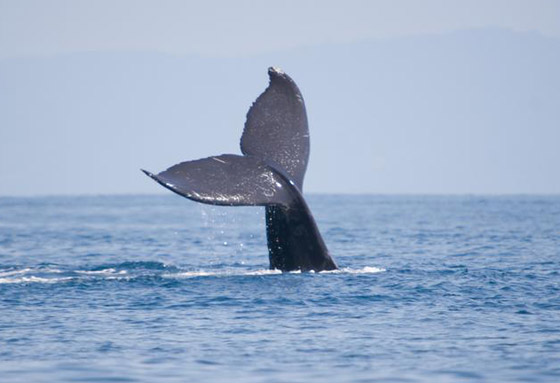 في حدث نادر وواقعة غير مألوفة.. رصد حوت أحدب تائه في مونتريال صورة رقم 16