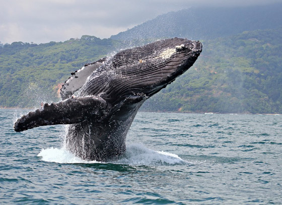 في حدث نادر وواقعة غير مألوفة.. رصد حوت أحدب تائه في مونتريال صورة رقم 17