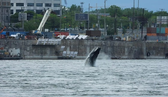 في حدث نادر وواقعة غير مألوفة.. رصد حوت أحدب تائه في مونتريال صورة رقم 18