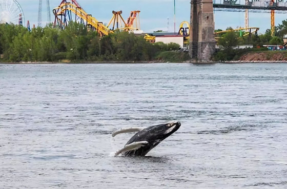 في حدث نادر وواقعة غير مألوفة.. رصد حوت أحدب تائه في مونتريال صورة رقم 20