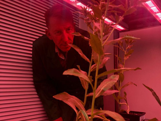 علماء: نبات 