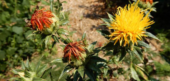 علماء: نبات 