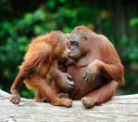 زوجان بريطانيان يعلقان في منتجع أندونيسي فاخر صورة رقم 6