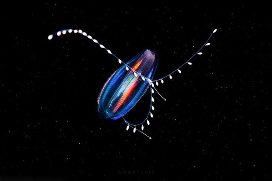 كائنات مائية غريبة تعيش تحت درجة الصفر.. صور صورة رقم 5