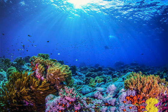 كائنات مائية غريبة تعيش تحت درجة الصفر.. صور صورة رقم 8