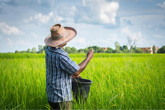 آسيا الوسطى مصدر أول أرز مزروع في العالم صورة رقم 3