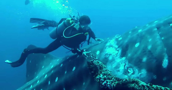 لقطات مثيرة لمحاولة غواصين تحرير 