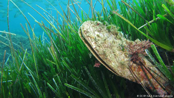 أفول عالم الحيوان والنبات.. القائمة الحمراء تدق ناقوس الخطر صورة رقم 2