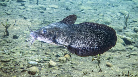 أفول عالم الحيوان والنبات.. القائمة الحمراء تدق ناقوس الخطر صورة رقم 5