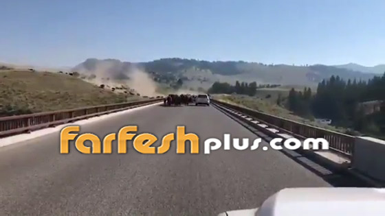 فيديو صادم ومثير: حيوانات برية تقطع طريقا عاما بطريقة مرعبة! صورة رقم 1