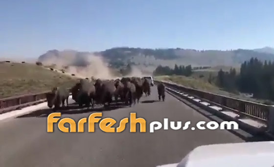 فيديو صادم ومثير: حيوانات برية تقطع طريقا عاما بطريقة مرعبة! صورة رقم 2