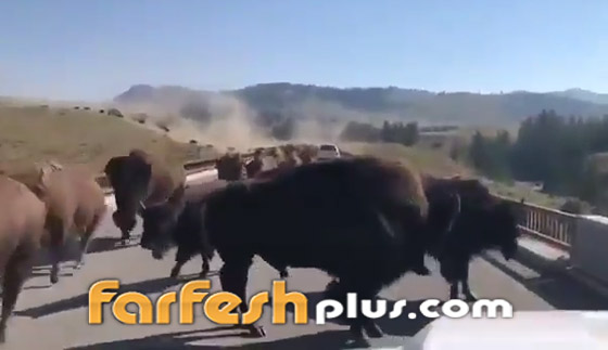 فيديو صادم ومثير: حيوانات برية تقطع طريقا عاما بطريقة مرعبة! صورة رقم 3