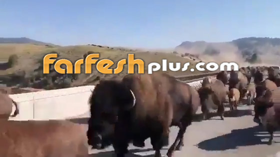 فيديو صادم ومثير: حيوانات برية تقطع طريقا عاما بطريقة مرعبة! صورة رقم 4