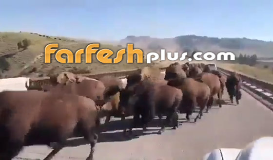 فيديو صادم ومثير: حيوانات برية تقطع طريقا عاما بطريقة مرعبة! صورة رقم 5