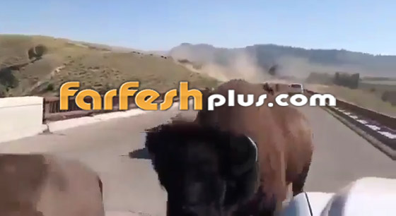 فيديو صادم ومثير: حيوانات برية تقطع طريقا عاما بطريقة مرعبة! صورة رقم 6