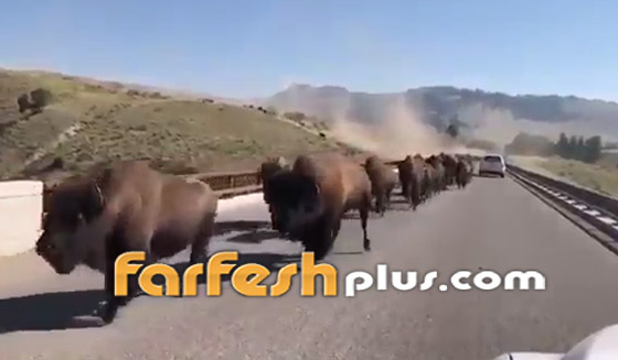 فيديو صادم ومثير: حيوانات برية تقطع طريقا عاما بطريقة مرعبة! صورة رقم 7