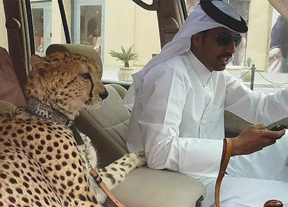 صور أغرب أشياء اشتراها الأمراء العرب: حمام من الذهب وسيارة من الماس صورة رقم 7