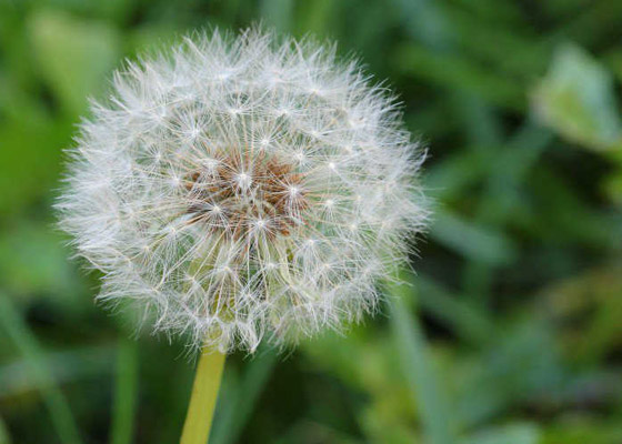 بالصور: تعرفوا على الكائنات الحية التي تعيش بداخل جسم الإنسان! صورة رقم 7 بالصور: تعرفوا على الكائنات الحية التي تعيش بداخل جسم الإنسان! صورة رقم 7
