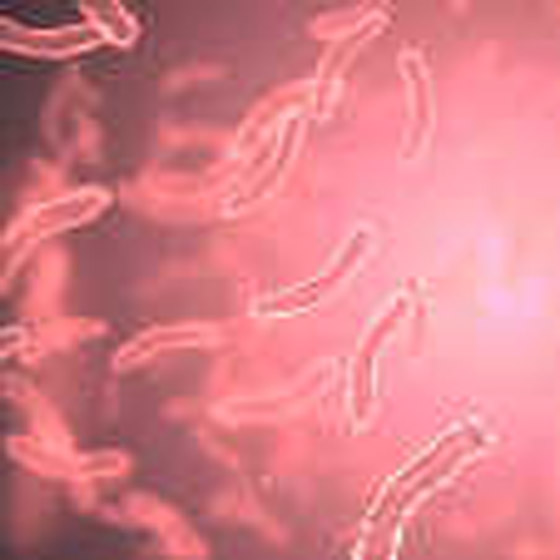 بالصور: تعرفوا على الكائنات الحية التي تعيش بداخل جسم الإنسان! صورة رقم 9 بالصور: تعرفوا على الكائنات الحية التي تعيش بداخل جسم الإنسان! صورة رقم 9