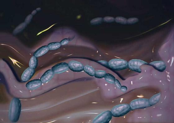 بالصور: تعرفوا على الكائنات الحية التي تعيش بداخل جسم الإنسان! صورة رقم 10 بالصور: تعرفوا على الكائنات الحية التي تعيش بداخل جسم الإنسان! صورة رقم 10