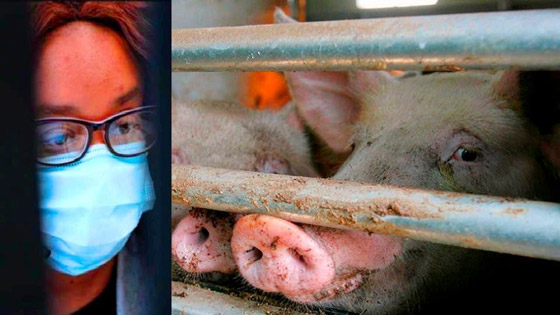 فيروس خنزيري يظهر بالصين ويدق ناقوس الخطر من وباء جديد! صورة رقم 4