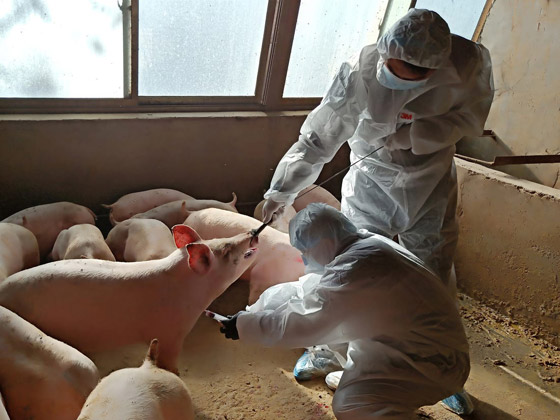 فيروس خنزيري يظهر بالصين ويدق ناقوس الخطر من وباء جديد! صورة رقم 13