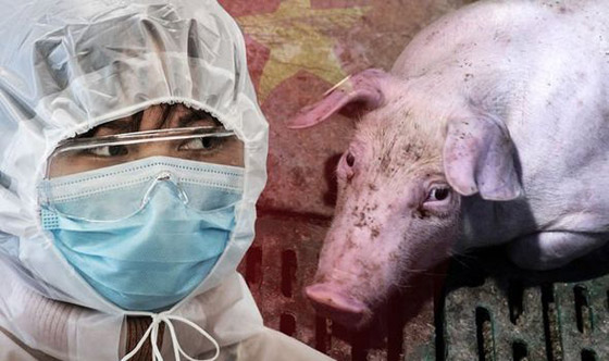 فيروس خنزيري يظهر بالصين ويدق ناقوس الخطر من وباء جديد! صورة رقم 2