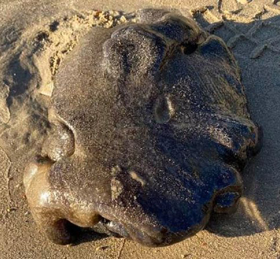 صور: مخلوق بحري غامض ألقت به الأمواج على أحد شواطئ أستراليا صورة رقم 3