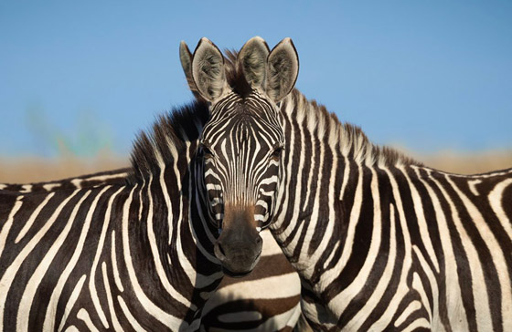 ليست فوتوشوب أو غرافيك.. صورة ثنائي حمار وحشي تثير حيرة الإنترنت صورة رقم 1