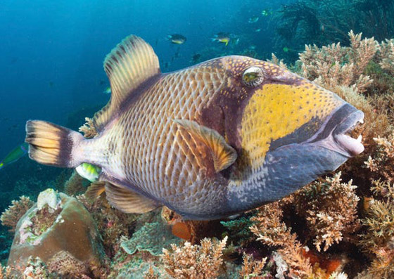 صورة سمكة غريبة لها أسنان وفم شبيه بالإنسان تثير ضجة الآلاف! صورة رقم 5