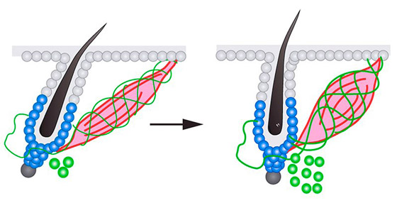 أخيرا توصّل العلم إلى تفسير للظاهرة: لماذا نصاب بالقشعريرة؟! صورة رقم 3