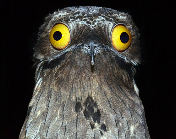 بالصور: تعرفوا إلى أغرب وأخطر الحيوانات في غابات الأمازون صورة رقم 1