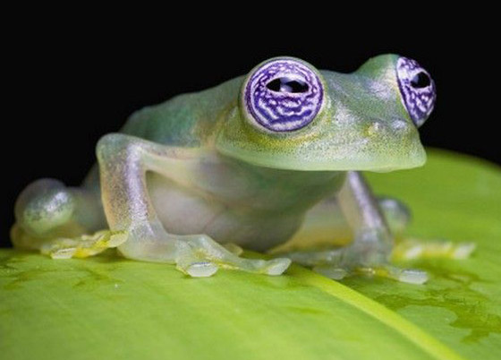 بالصور: تعرفوا إلى أغرب وأخطر الحيوانات في غابات الأمازون صورة رقم 2