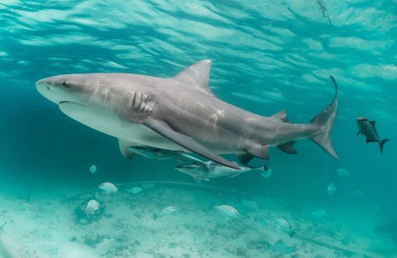 بالصور: تعرفوا إلى أغرب وأخطر الحيوانات في غابات الأمازون صورة رقم 3