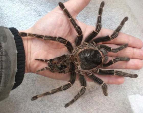 بالصور: تعرفوا إلى أغرب وأخطر الحيوانات في غابات الأمازون صورة رقم 4