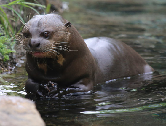 بالصور: تعرفوا إلى أغرب وأخطر الحيوانات في غابات الأمازون صورة رقم 6