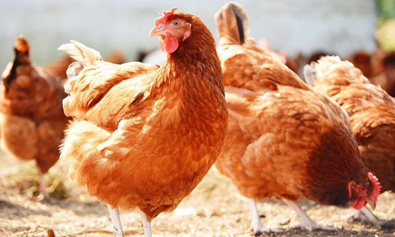 أطباء يفسرون حالة نفسية نادرة لإمرأة تعتقد أنها دجاجة وتتصرف مثلها! صورة رقم 4