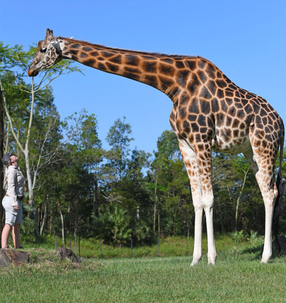 أطول زرافة في العالم تدخل موسوعة غينيس.. طوله 5.7 متر وله 10 صغار صورة رقم 1