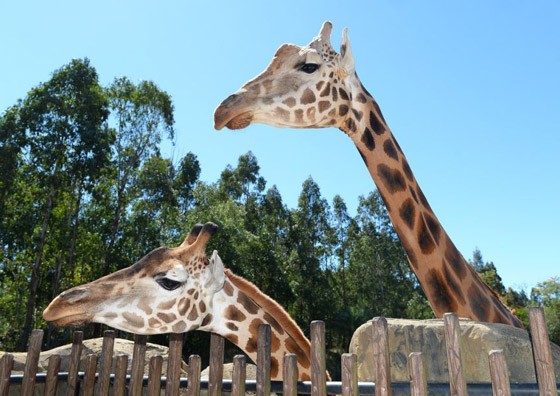 أطول زرافة في العالم تدخل موسوعة غينيس.. طوله 5.7 متر وله 10 صغار صورة رقم 4