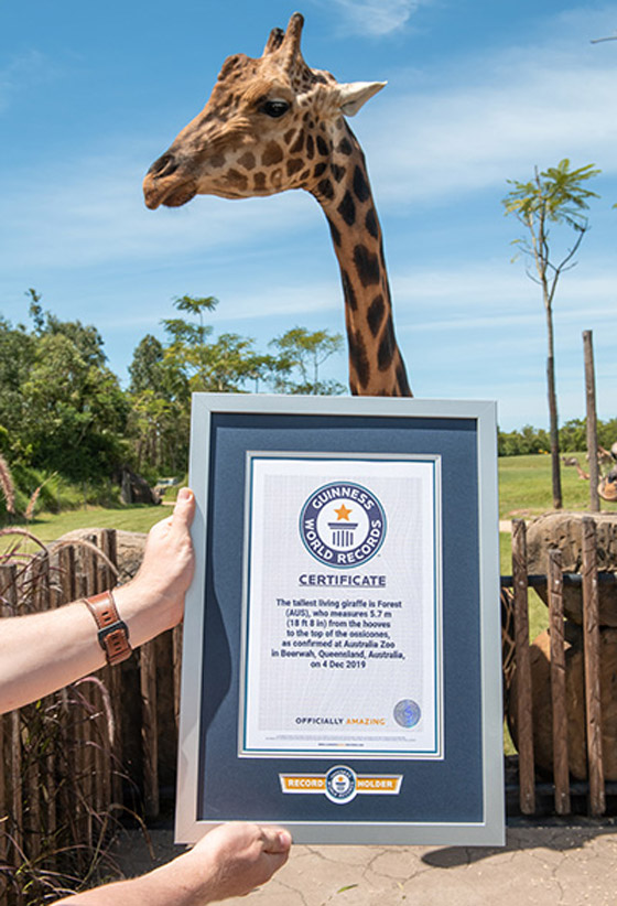 أطول زرافة في العالم تدخل موسوعة غينيس.. طوله 5.7 متر وله 10 صغار صورة رقم 3