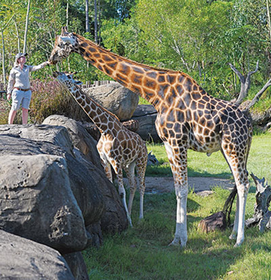 أطول زرافة في العالم تدخل موسوعة غينيس.. طوله 5.7 متر وله 10 صغار صورة رقم 5