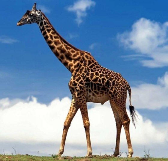 أطول زرافة في العالم تدخل موسوعة غينيس.. طوله 5.7 متر وله 10 صغار صورة رقم 7