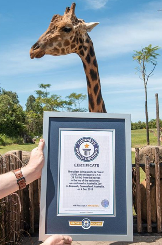 أطول زرافة في العالم تدخل موسوعة غينيس.. طوله 5.7 متر وله 10 صغار صورة رقم 9