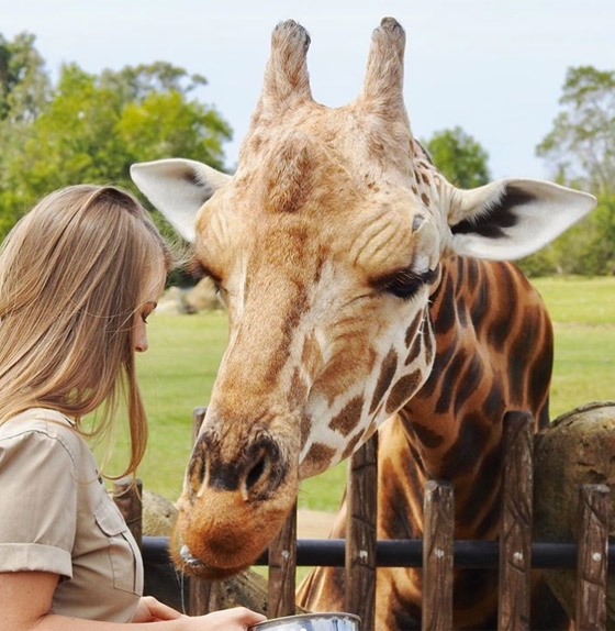 أطول زرافة في العالم تدخل موسوعة غينيس.. طوله 5.7 متر وله 10 صغار صورة رقم 10
