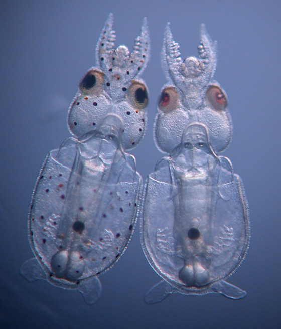 لأول مرة بالتاريخ.. علماء يحولون جسد حيوان إلى شفاف بالكامل! صور صورة رقم 1