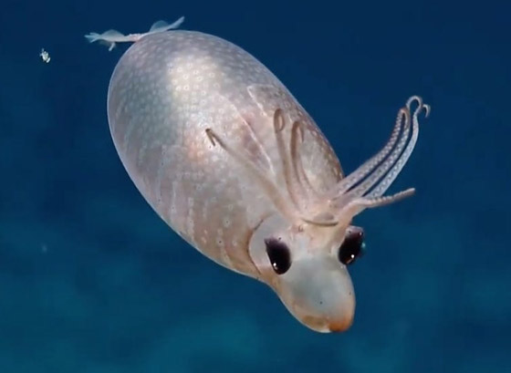 لأول مرة بالتاريخ.. علماء يحولون جسد حيوان إلى شفاف بالكامل! صور صورة رقم 6