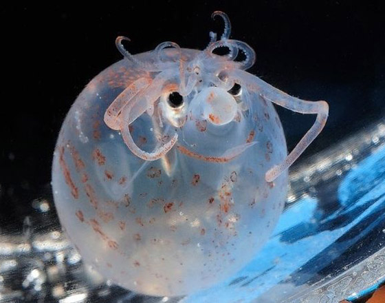 لأول مرة بالتاريخ.. علماء يحولون جسد حيوان إلى شفاف بالكامل! صور صورة رقم 7