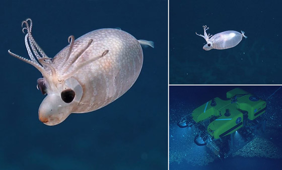 لأول مرة بالتاريخ.. علماء يحولون جسد حيوان إلى شفاف بالكامل! صور صورة رقم 8